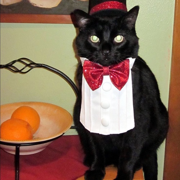 Meet your Posher, Gabby - Picture 4 of 8